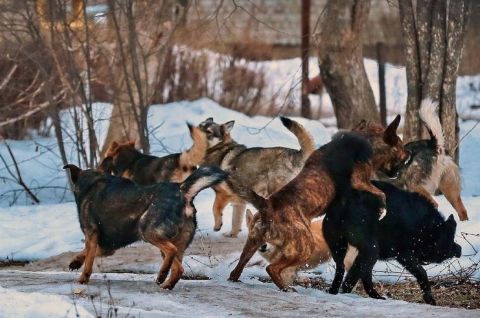 Памятка «Правила поведения при встрече с безнадзорными собаками»